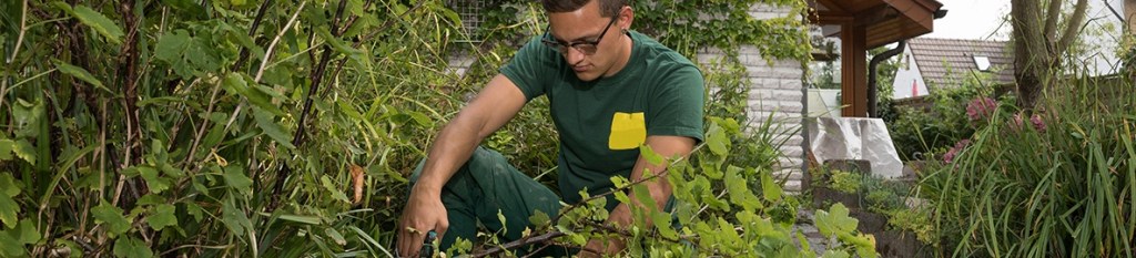An insured landscaping specialist is pruning shrubs