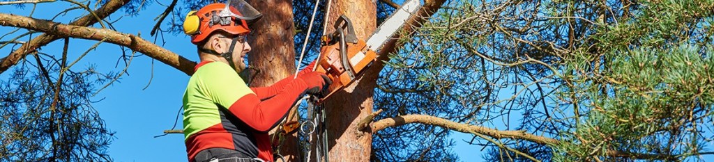 A tree cutter using a chainsaw on a branch