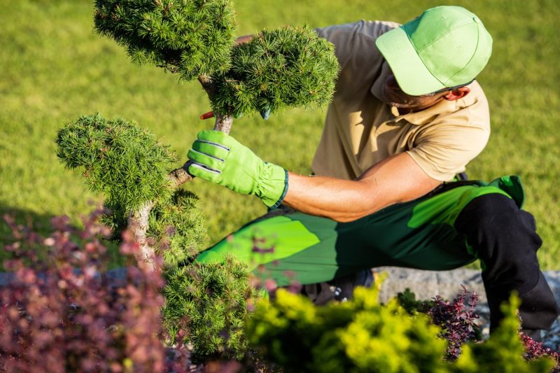 Landscaper trimming hedges